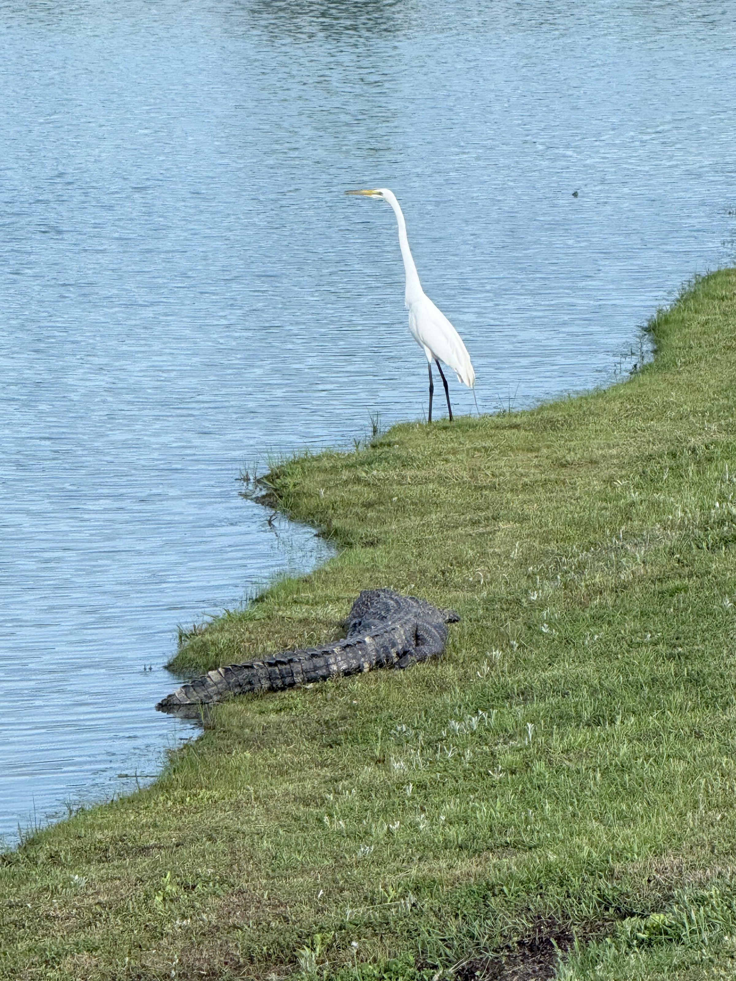 Alligator & Crane